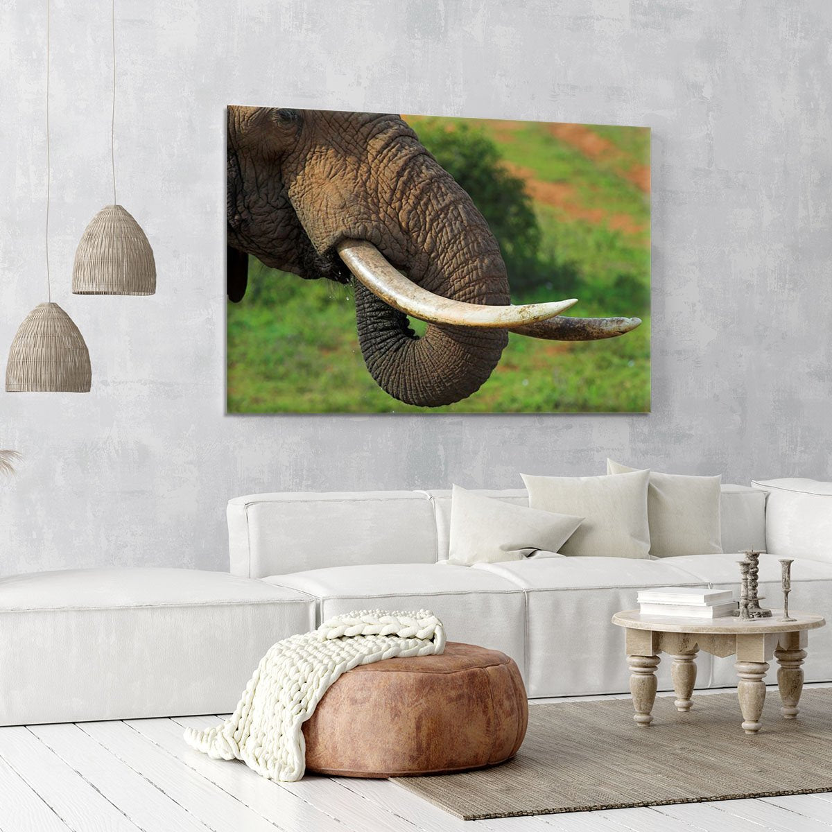 Close up of an African Elephants tusks Canvas Print or Poster