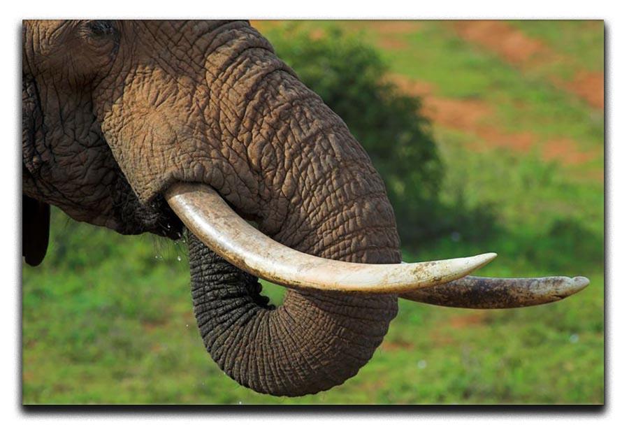 Close up of an African Elephants tusks Canvas Print or Poster - Canvas Art Rocks - 1