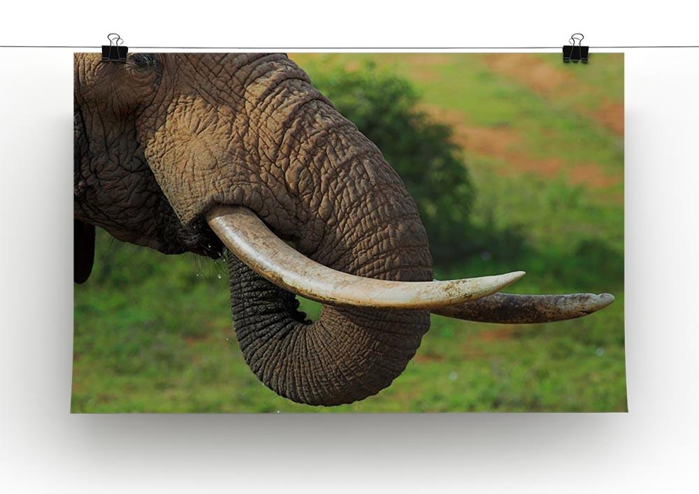 Close up of an African Elephants tusks Canvas Print or Poster - Canvas Art Rocks - 2