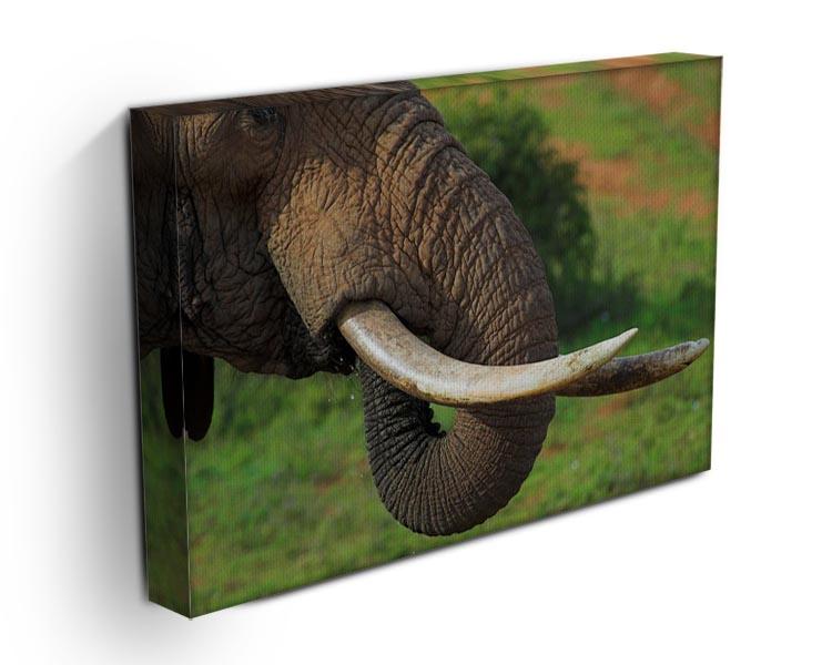 Close up of an African Elephants tusks Canvas Print or Poster - Canvas Art Rocks - 3
