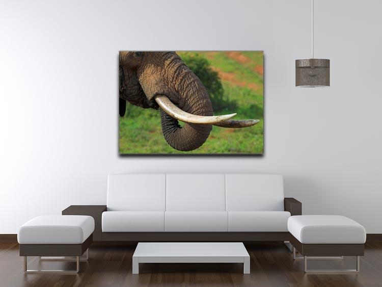 Close up of an African Elephants tusks Canvas Print or Poster - Canvas Art Rocks - 4