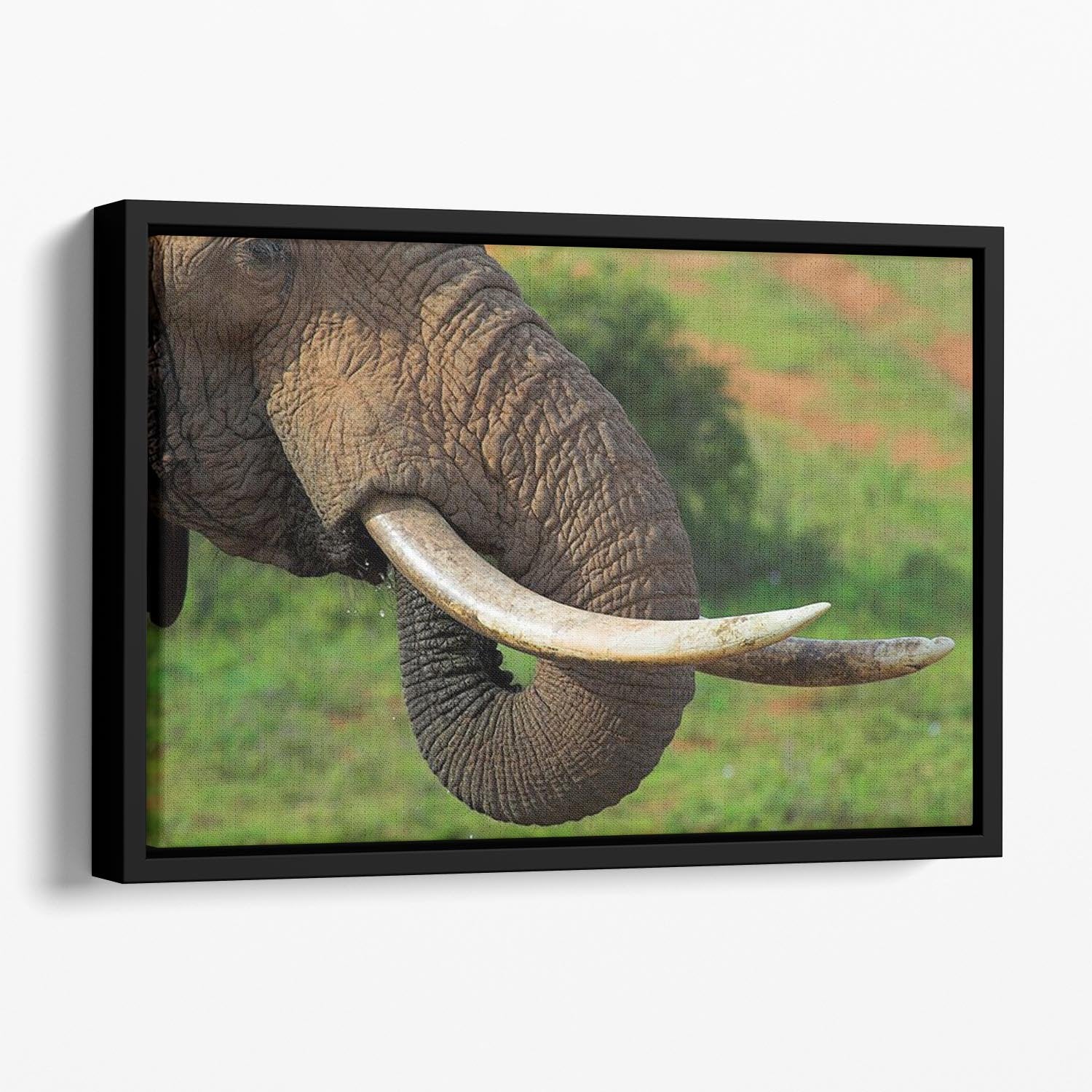 Close up of an African Elephants tusks Floating Framed Canvas - Canvas Art Rocks - 1
