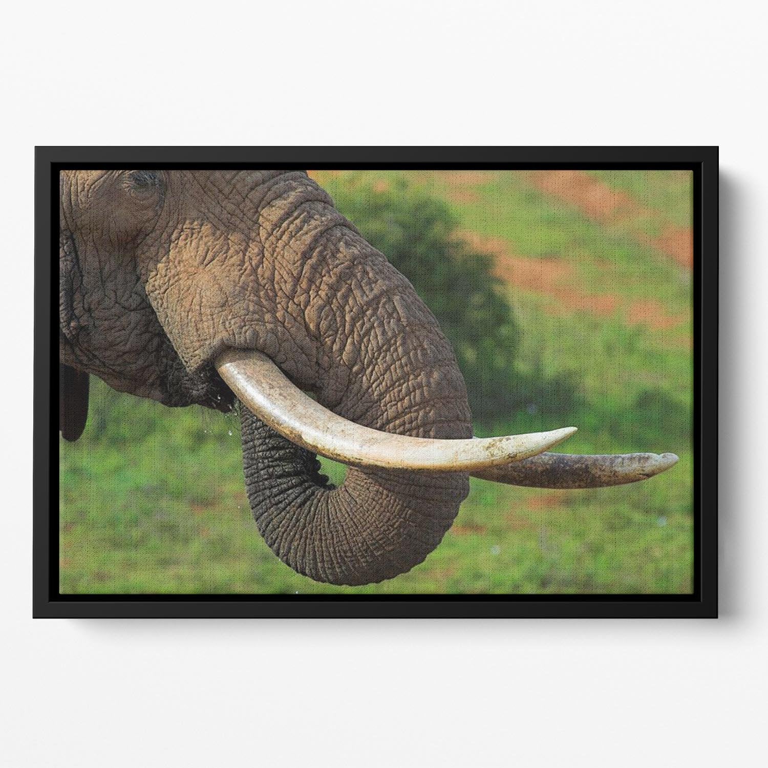 Close up of an African Elephants tusks Floating Framed Canvas - Canvas Art Rocks - 2