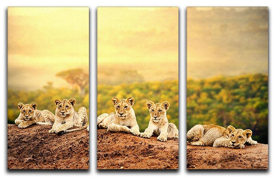 Close up of lion cubs laying together 3 Split Panel Canvas Print - Canvas Art Rocks - 1