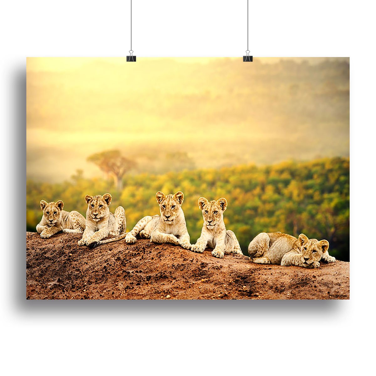 Close up of lion cubs laying together Canvas Print or Poster