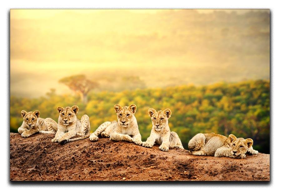 Close up of lion cubs laying together Canvas Print or Poster - Canvas Art Rocks - 1