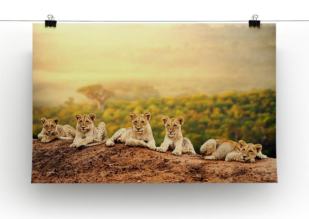 Close up of lion cubs laying together Canvas Print or Poster - Canvas Art Rocks - 2