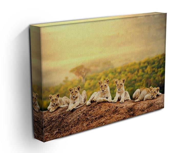 Close up of lion cubs laying together Canvas Print or Poster - Canvas Art Rocks - 3