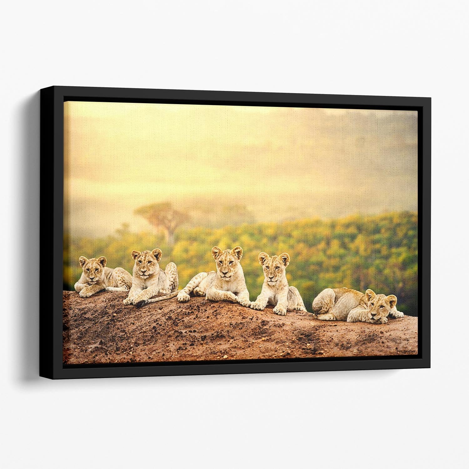 Close up of lion cubs laying together Floating Framed Canvas - Canvas Art Rocks - 1