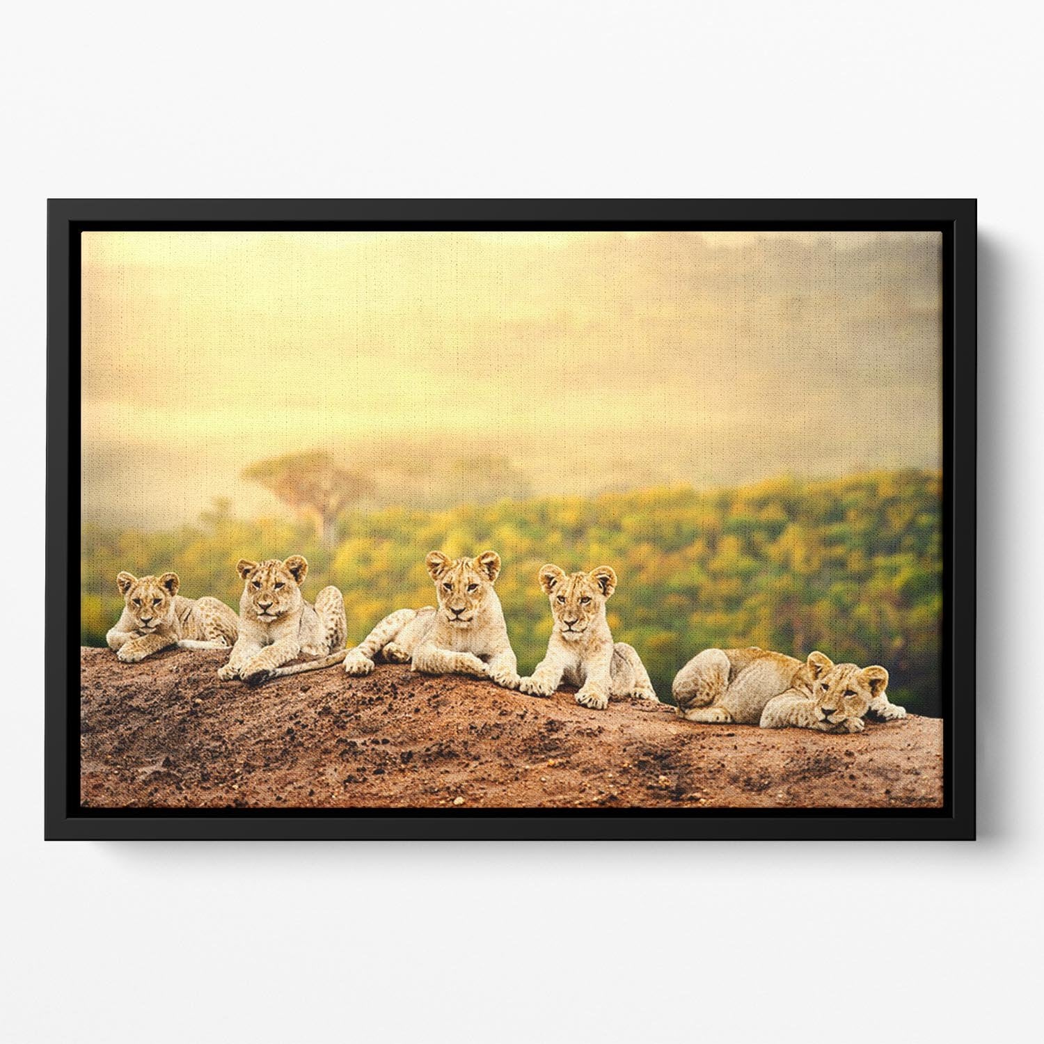 Close up of lion cubs laying together Floating Framed Canvas - Canvas Art Rocks - 2