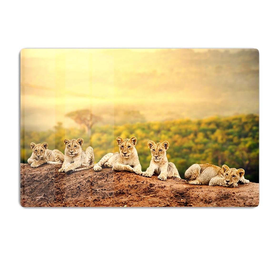 Close up of lion cubs laying together HD Metal Print - Canvas Art Rocks - 1