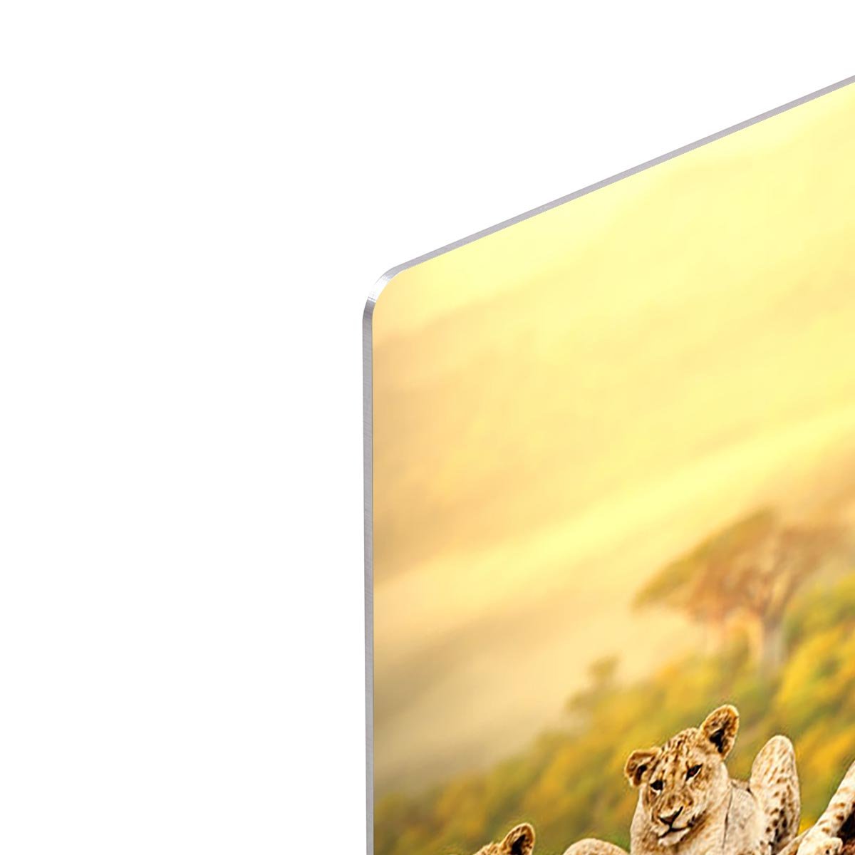 Close up of lion cubs laying together HD Metal Print - Canvas Art Rocks - 4