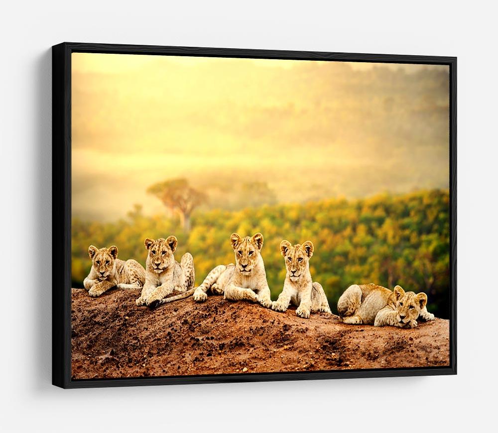 Close up of lion cubs laying together HD Metal Print - Canvas Art Rocks - 6