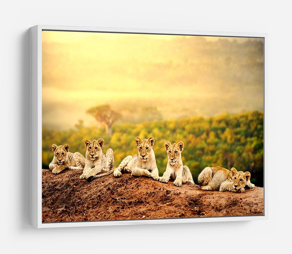 Close up of lion cubs laying together HD Metal Print - Canvas Art Rocks - 7