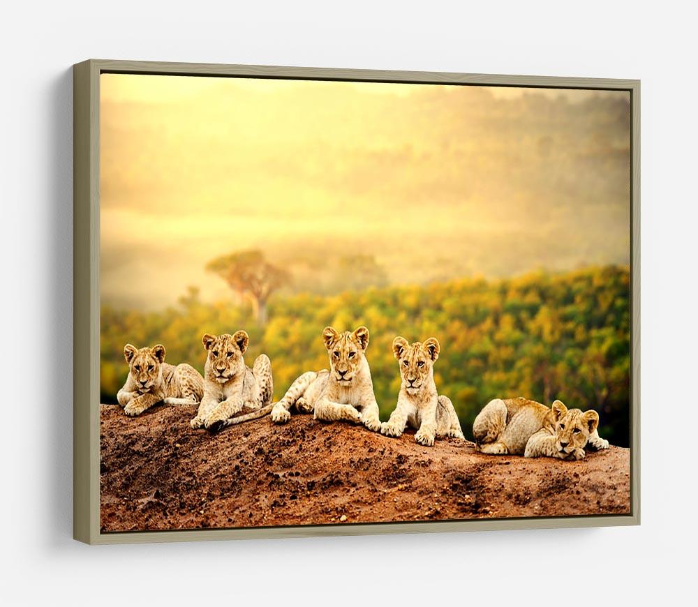 Close up of lion cubs laying together HD Metal Print - Canvas Art Rocks - 8