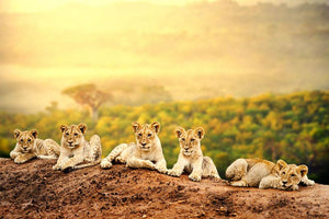 Close up of lion cubs laying together Wall Mural Wallpaper - Canvas Art Rocks - 1