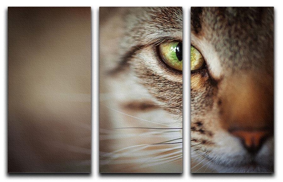 Closeup of tabby cat face. Fauna background 3 Split Panel Canvas Print - Canvas Art Rocks - 1