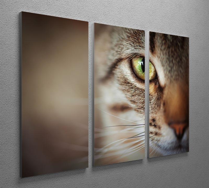 Closeup of tabby cat face. Fauna background 3 Split Panel Canvas Print - Canvas Art Rocks - 2