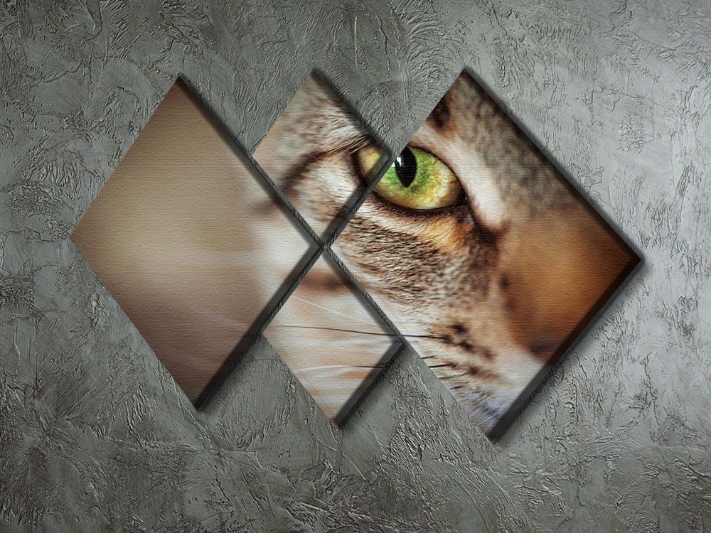 Closeup of tabby cat face. Fauna background 4 Square Multi Panel Canvas - Canvas Art Rocks - 2