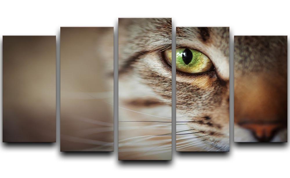 Closeup of tabby cat face. Fauna background 5 Split Panel Canvas - Canvas Art Rocks - 1
