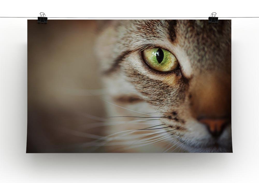 Closeup of tabby cat face. Fauna background Canvas Print or Poster - Canvas Art Rocks - 2