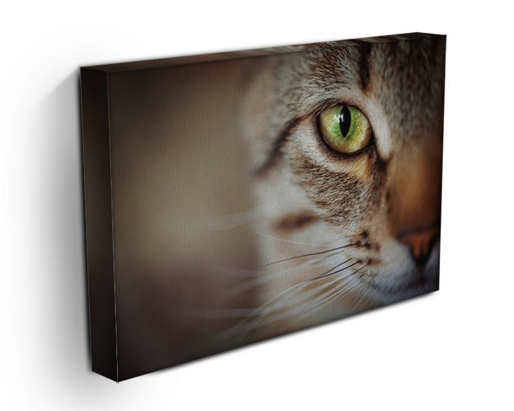 Closeup of tabby cat face. Fauna background Canvas Print or Poster - Canvas Art Rocks - 3