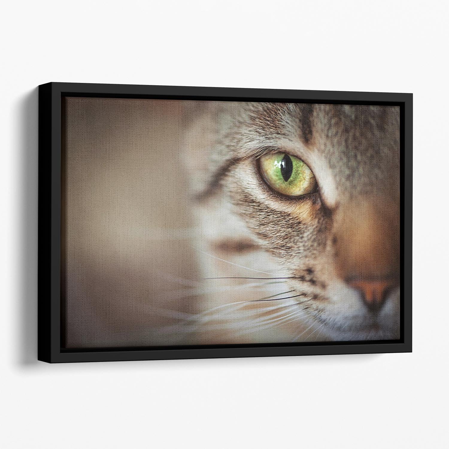 Closeup of tabby cat face. Fauna background Floating Framed Canvas - Canvas Art Rocks - 1
