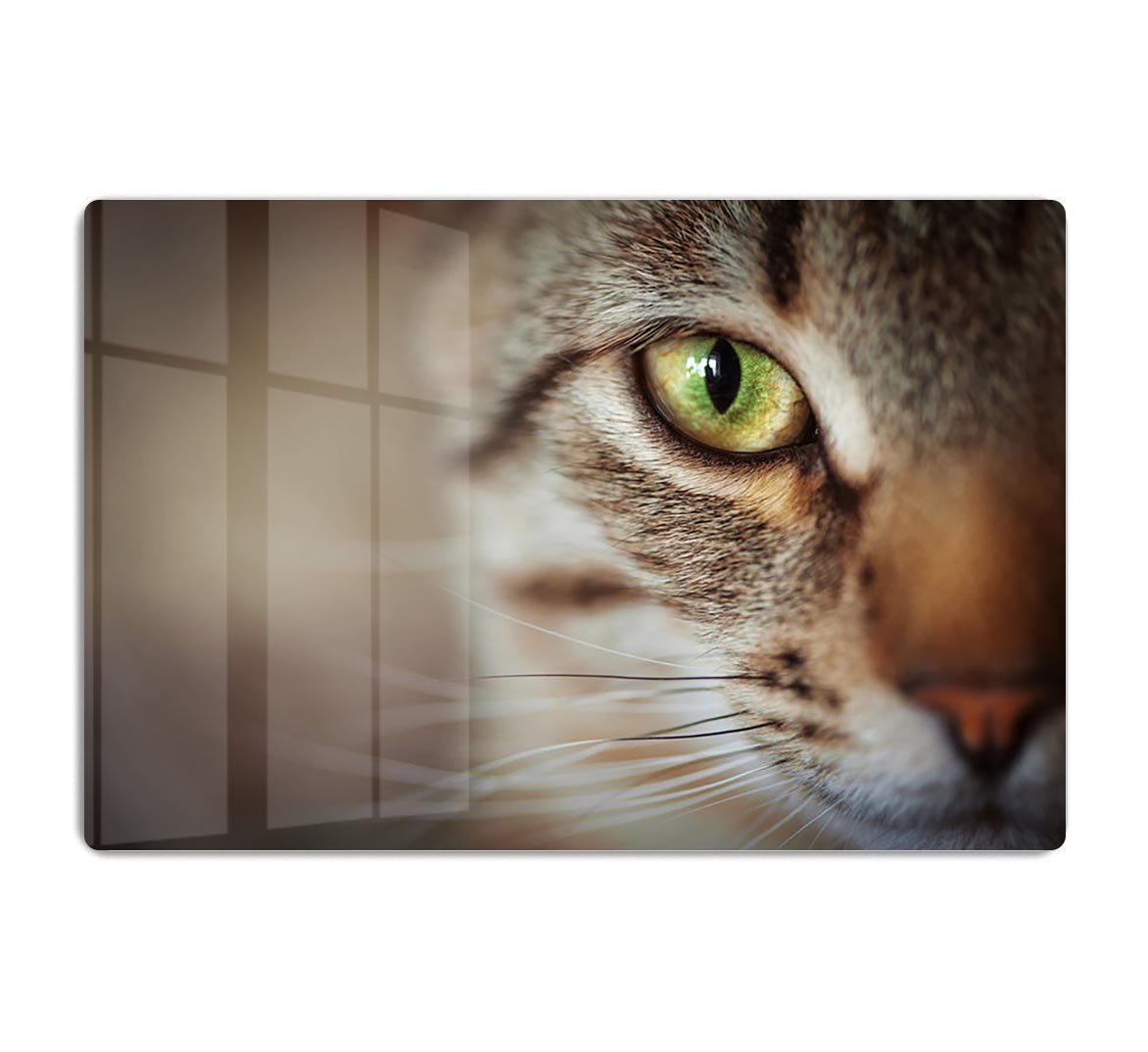 Closeup of tabby cat face. Fauna background HD Metal Print - Canvas Art Rocks - 1