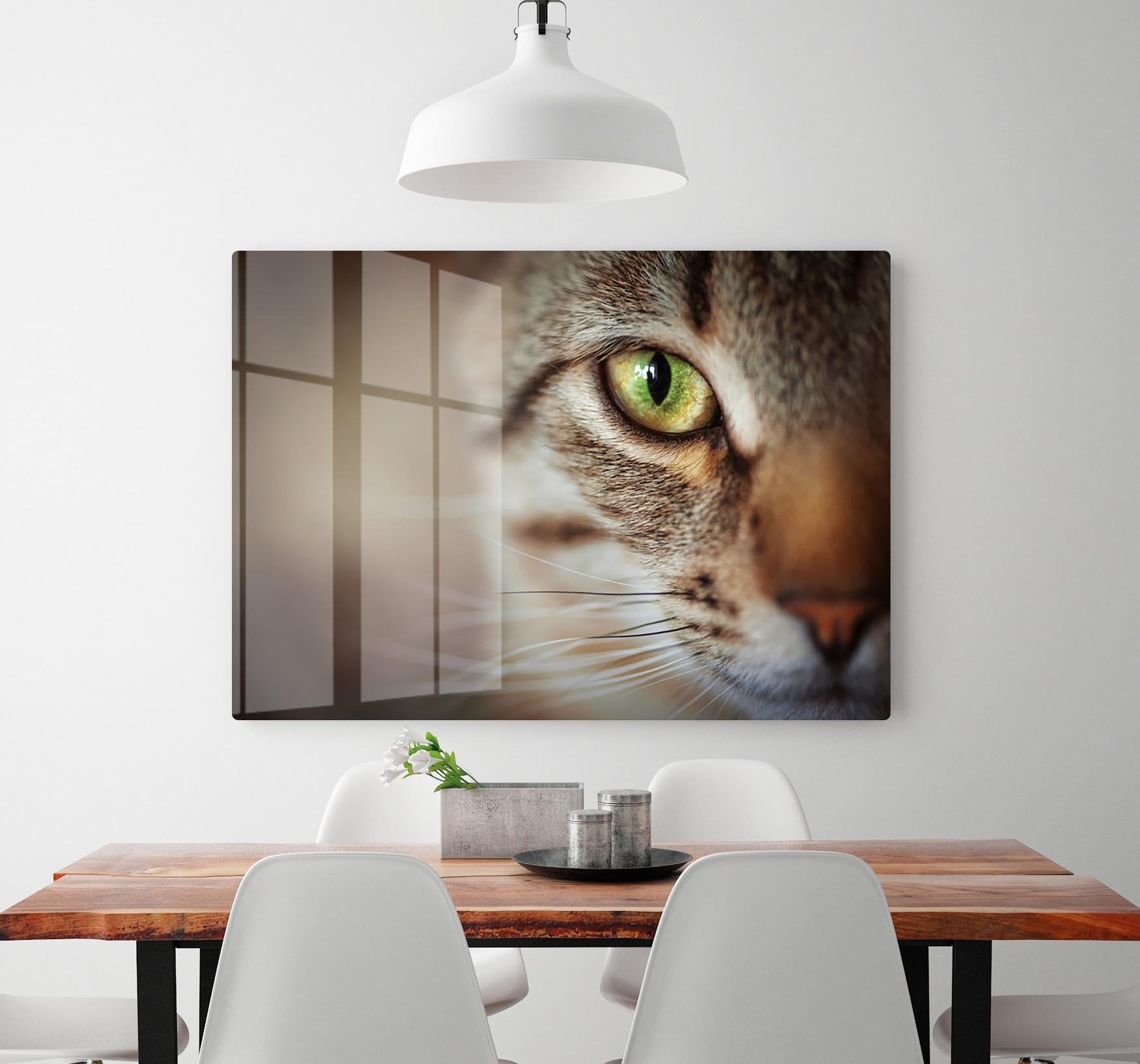 Closeup of tabby cat face. Fauna background HD Metal Print - Canvas Art Rocks - 2