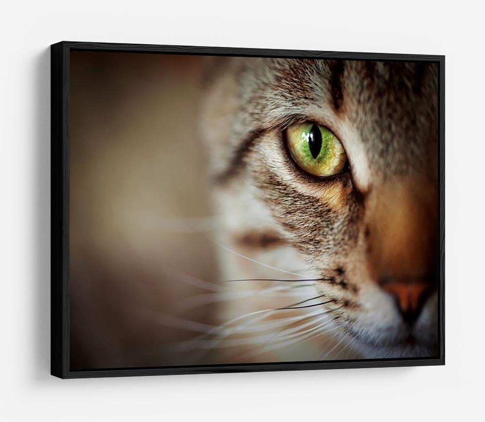 Closeup of tabby cat face. Fauna background HD Metal Print - Canvas Art Rocks - 6