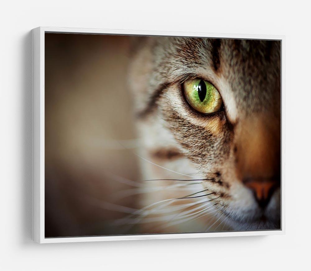Closeup of tabby cat face. Fauna background HD Metal Print - Canvas Art Rocks - 7