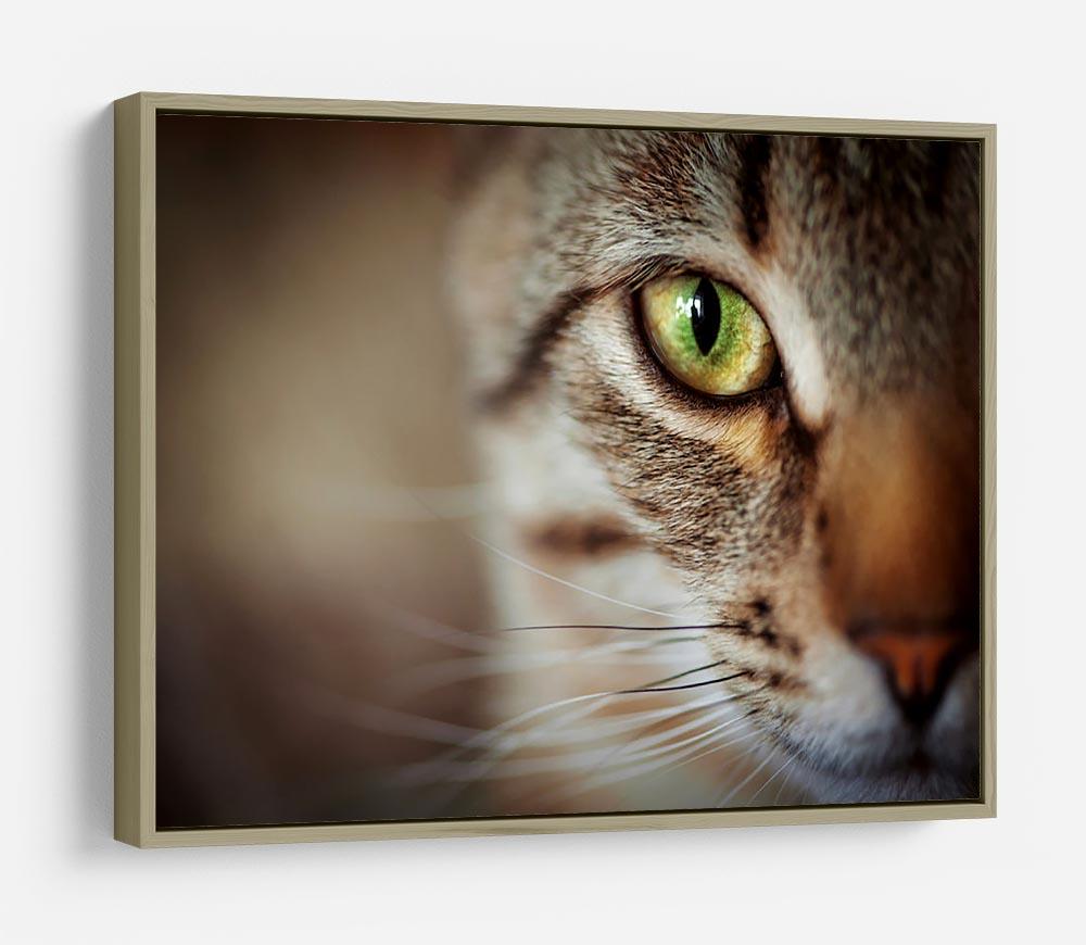 Closeup of tabby cat face. Fauna background HD Metal Print - Canvas Art Rocks - 8