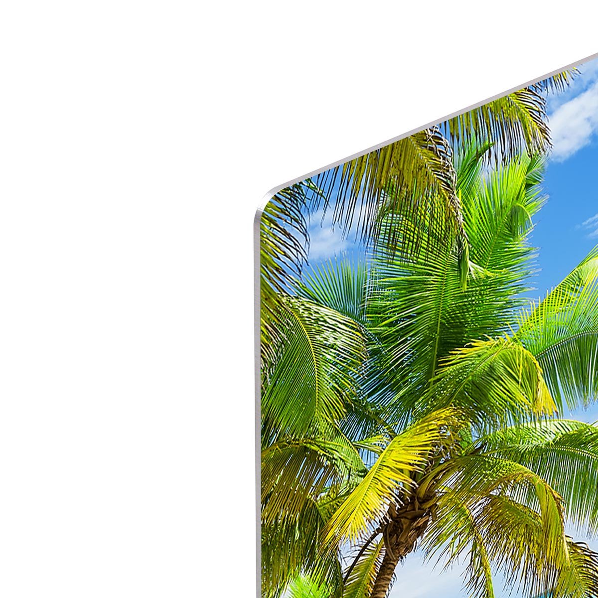 Coconut Palm trees on white sandy beach HD Metal Print - Canvas Art Rocks - 4