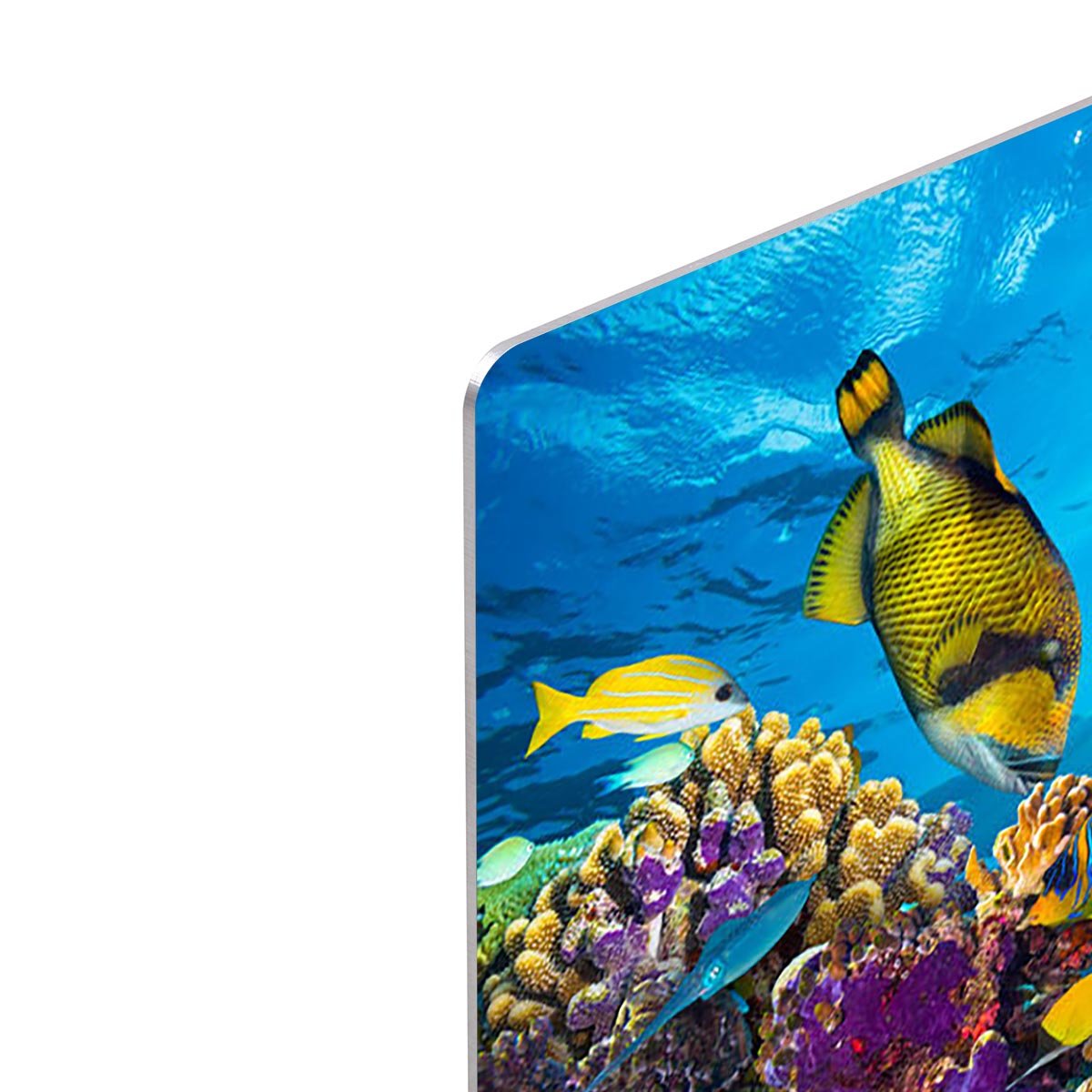 Colorful coral reef HD Metal Print - Canvas Art Rocks - 4