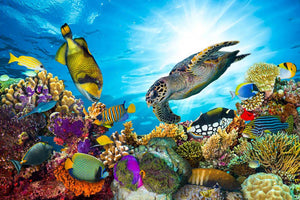 Colorful coral reef Wall Mural Wallpaper - Canvas Art Rocks - 1