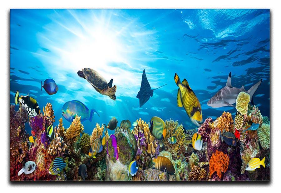 Colorful coral reef with many fishes and sea turtle Canvas Print or Poster - Canvas Art Rocks - 1