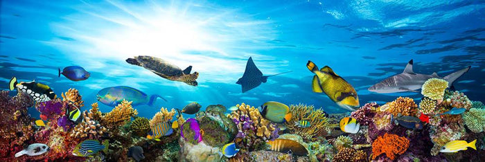 Colorful coral reef with many fishes and sea turtle Wall Mural Wallpaper