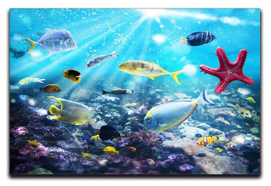 Colourful fish and marine vegetation undersea with sunray Canvas Print or Poster - Canvas Art Rocks - 1
