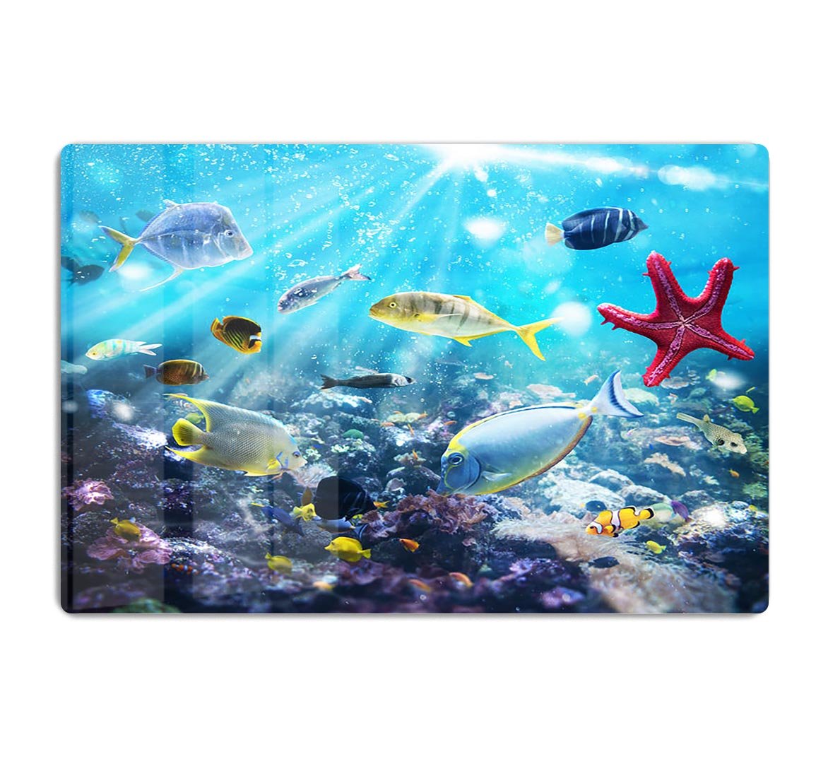 Colourful fish and marine vegetation undersea with sunray HD Metal Print - Canvas Art Rocks - 1