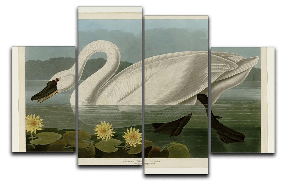 Common American Swan by Audubon 4 Split Panel Canvas - Canvas Art Rocks - 1