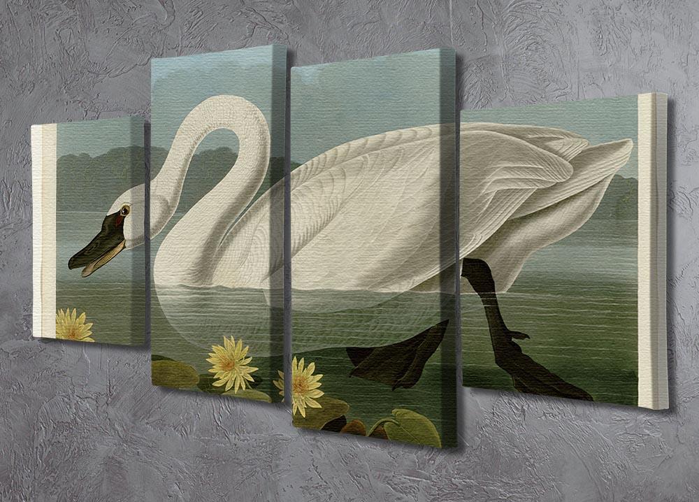 Common American Swan by Audubon 4 Split Panel Canvas - Canvas Art Rocks - 2