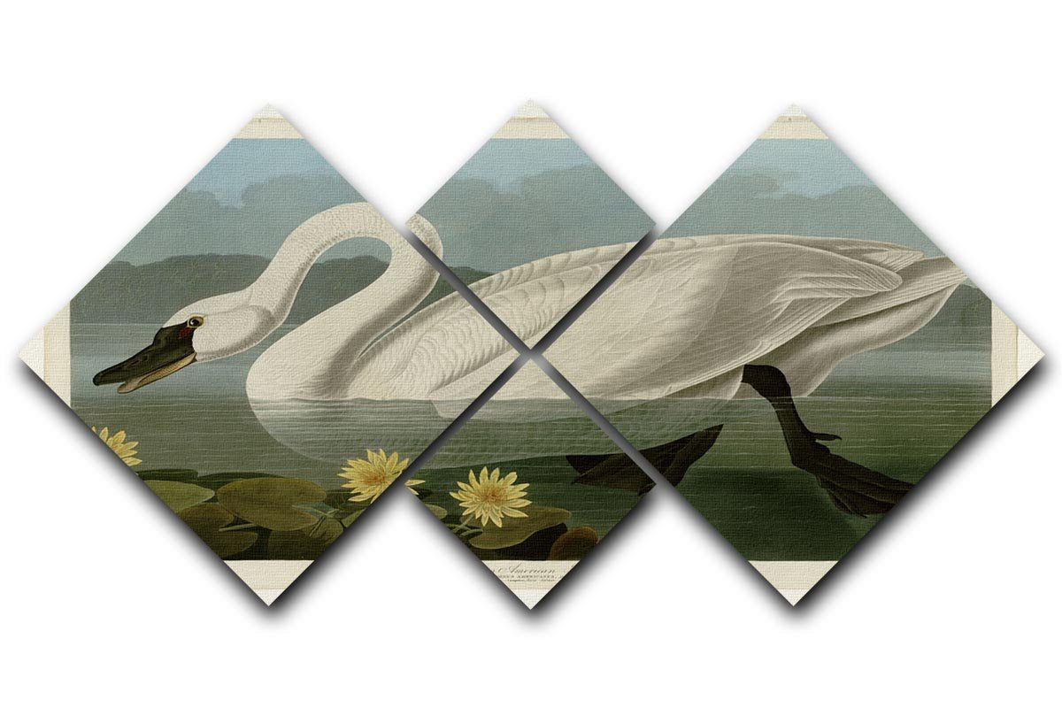 Common American Swan by Audubon 4 Square Multi Panel Canvas - Canvas Art Rocks - 1