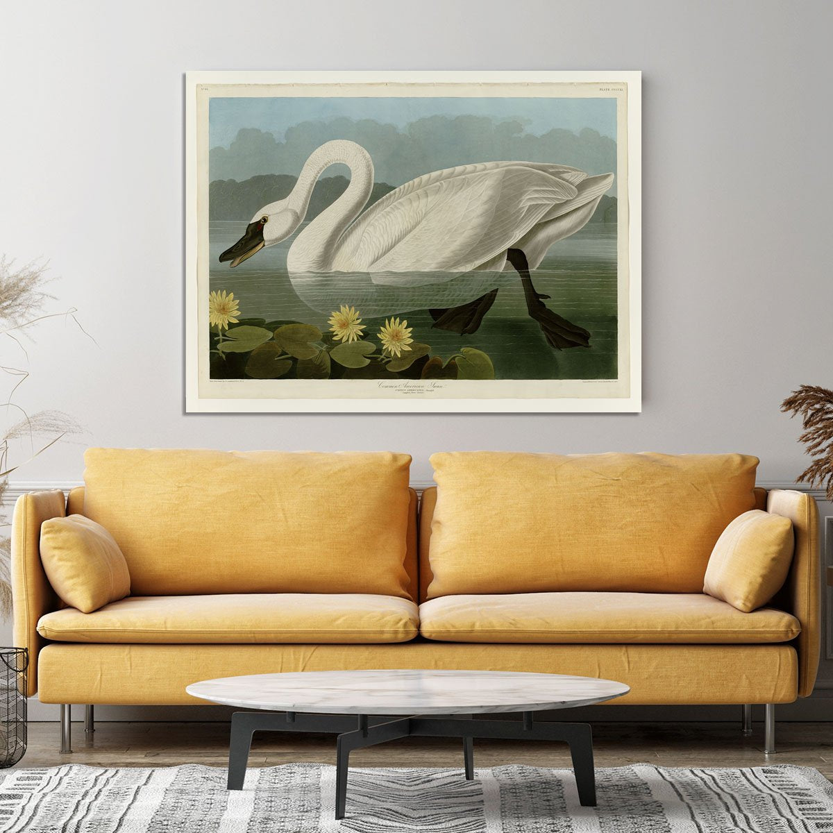 Common American Swan by Audubon Canvas Print or Poster