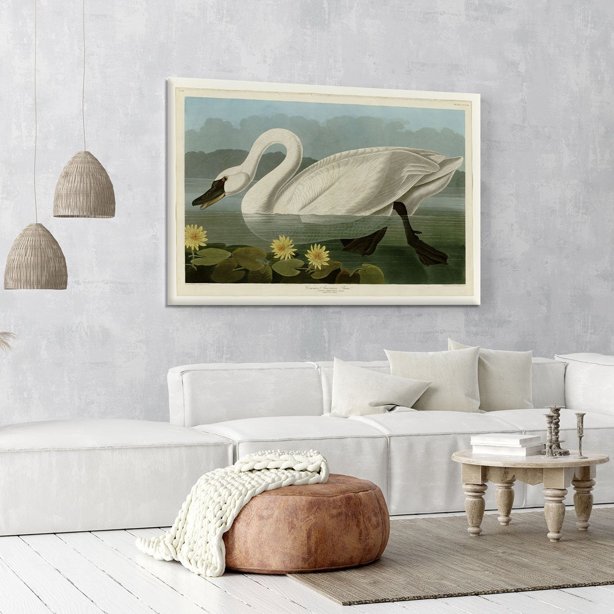 Common American Swan by Audubon Canvas Print or Poster