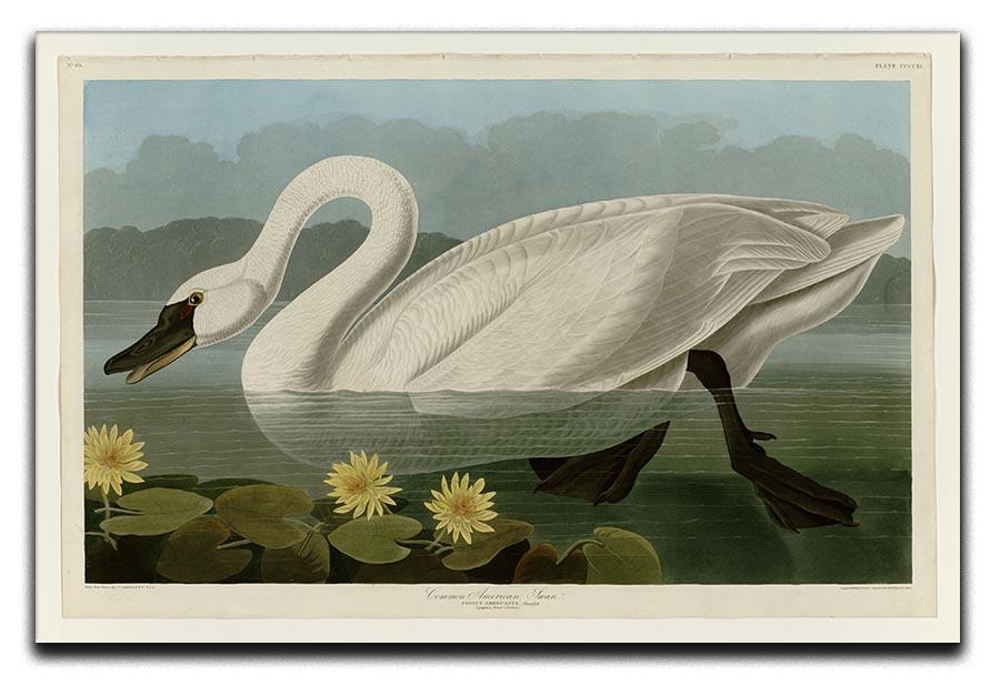 Common American Swan by Audubon Canvas Print or Poster - Canvas Art Rocks - 1