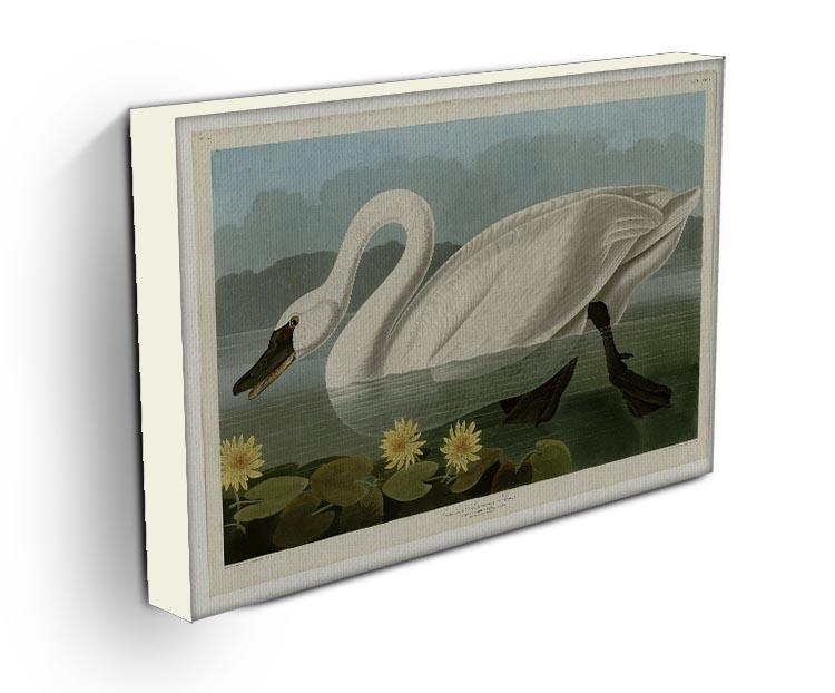 Common American Swan by Audubon Canvas Print or Poster - Canvas Art Rocks - 3