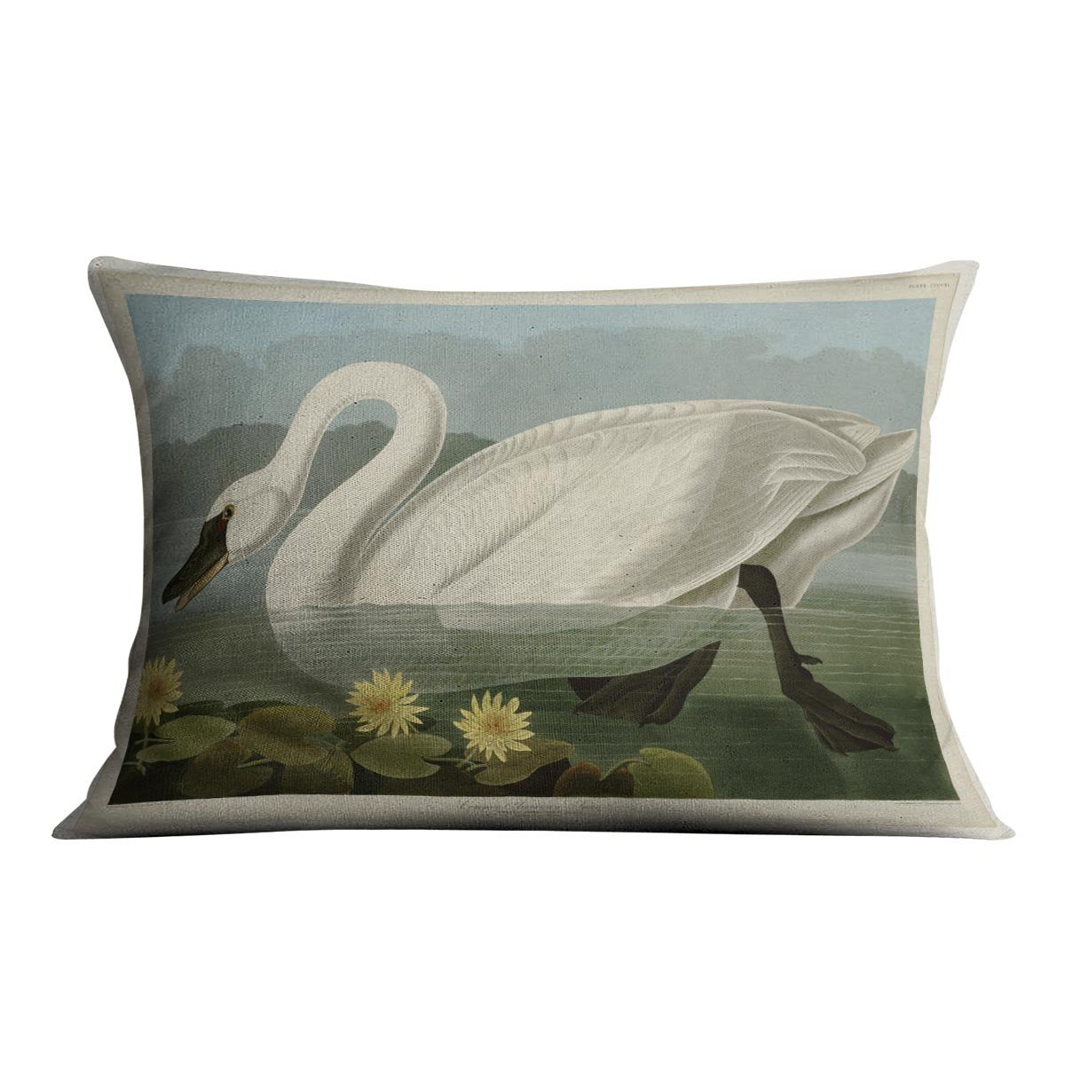 Common American Swan by Audubon Cushion