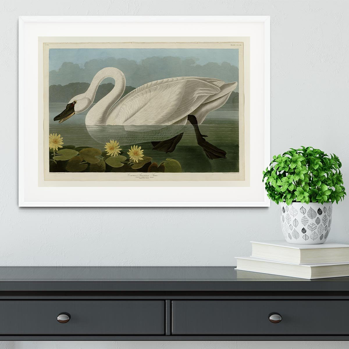 Common American Swan by Audubon Framed Print - Canvas Art Rocks - 5