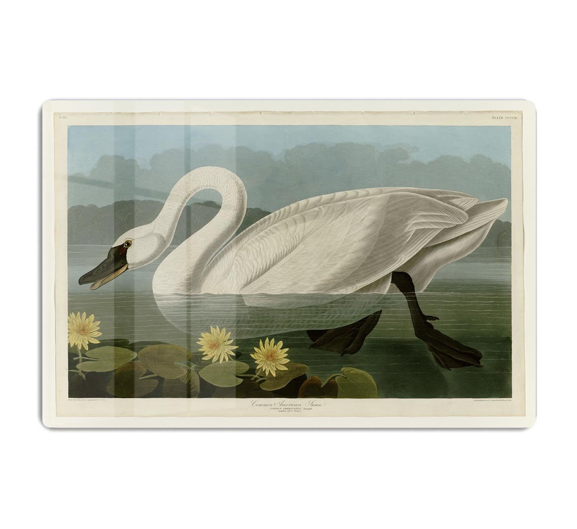 Common American Swan by Audubon HD Metal Print - Canvas Art Rocks - 1