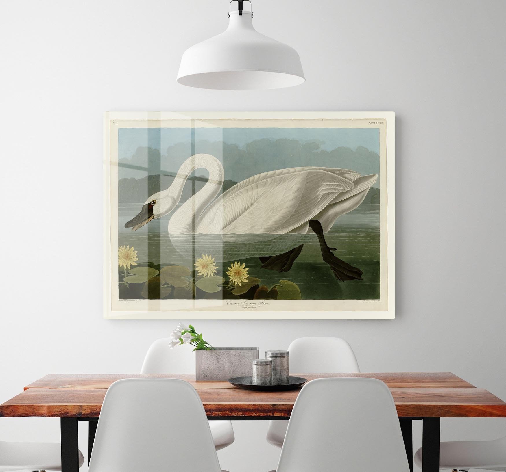 Common American Swan by Audubon HD Metal Print - Canvas Art Rocks - 2